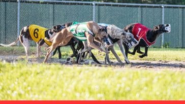 The Dark Side of Dog Competitions