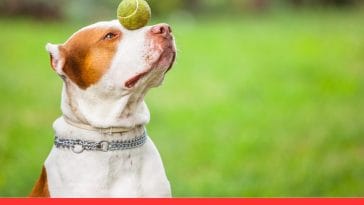 Dangerous Dog Toys During Activities