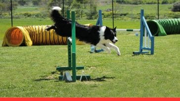 DIY Dog Agility Courses at Home