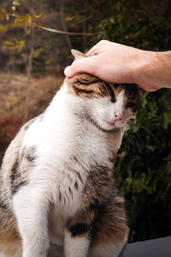 Can Cats Catch Human Diseases? The Surprising Facts
