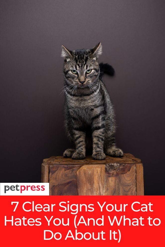 7 Clear Signs Your Cat Hates You (And What to Do About It)