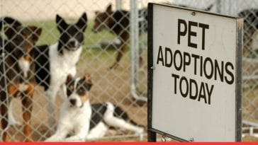 Adopting vs. Buying a Pet