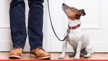 Time-Saving Tips for Busy Dog Owners