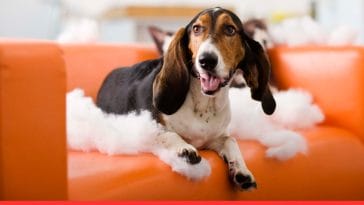 Destructive Dog Behavior