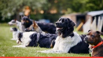 How to Train Multiple Dogs