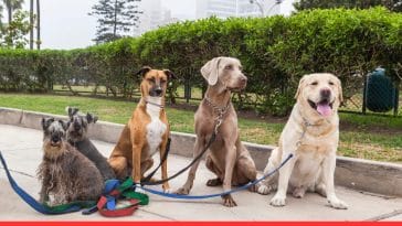 Dog Breeds for Every Lifestyle
