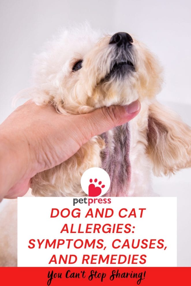 Dog And Cat Allergies Symptoms Causes And Remedies PetPress dog-and-cat-allergies-symptoms-causes-and-remedies-petpress