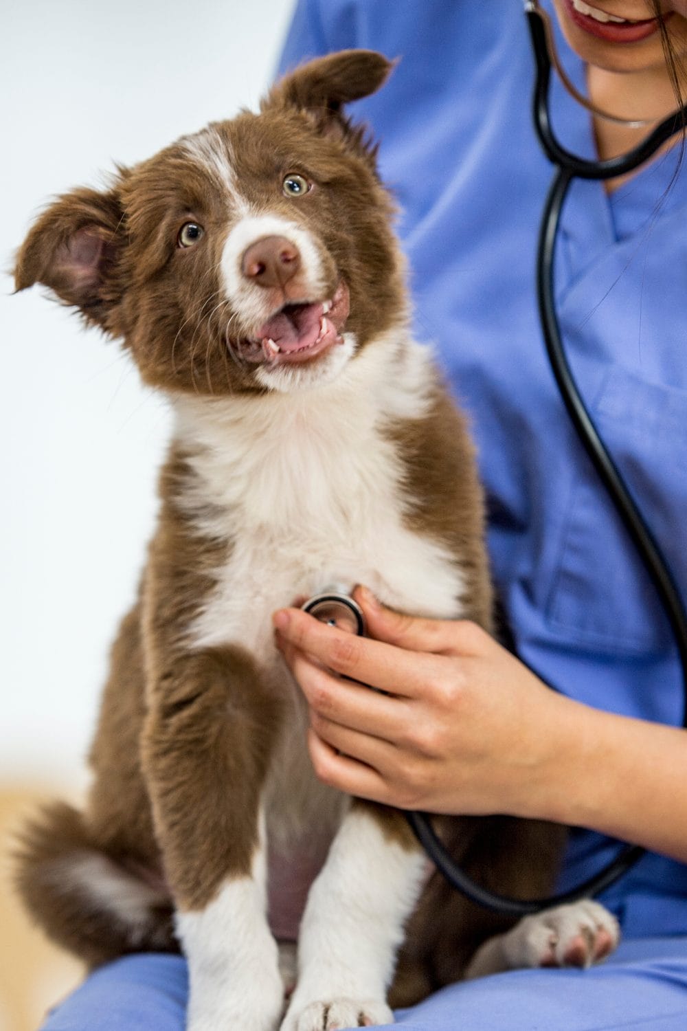 How To Manage Your Dog S Fear Of The Vet Petpress