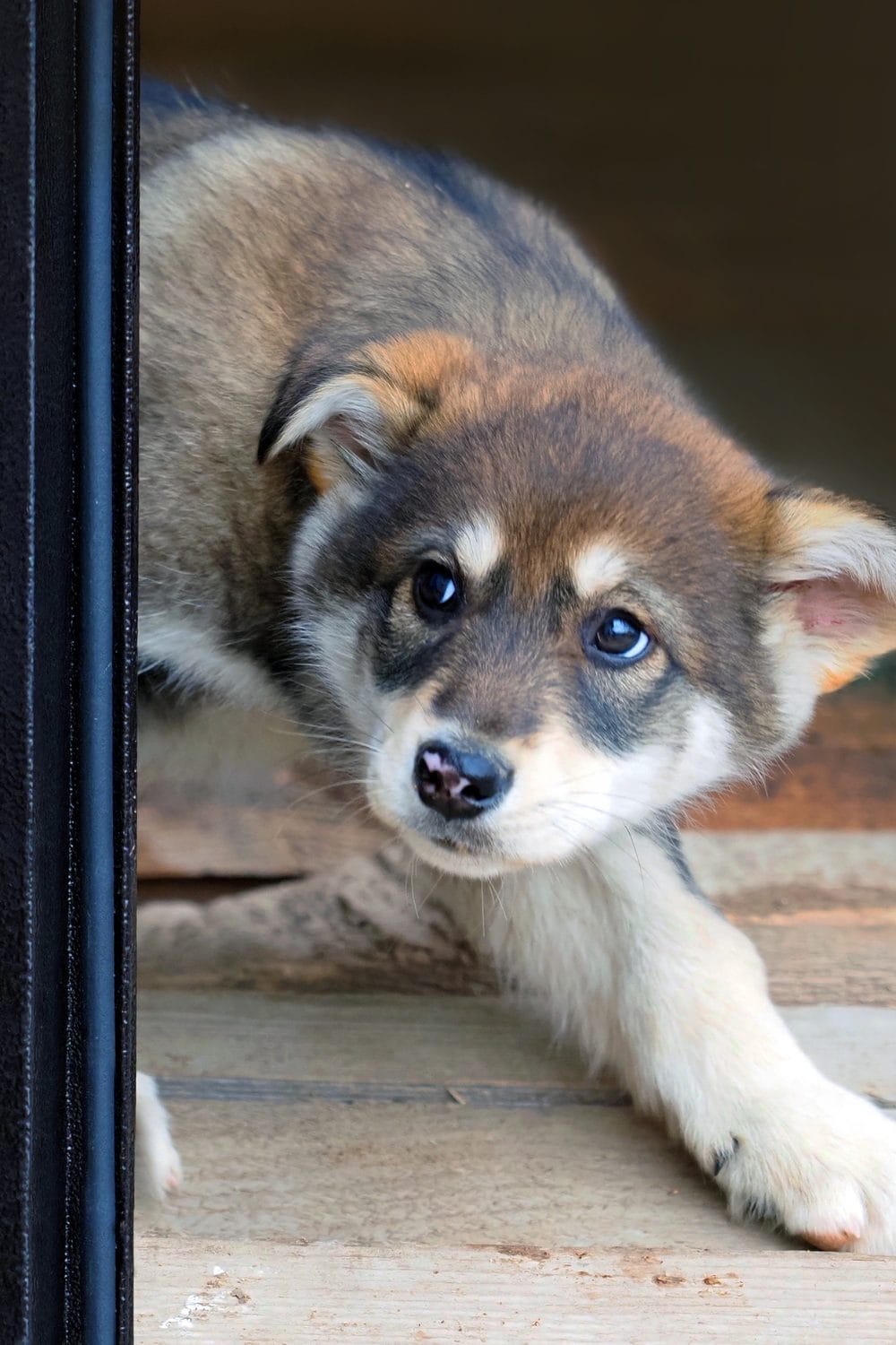 How To Manage Your Dog S Fear Of The Vet Petpress