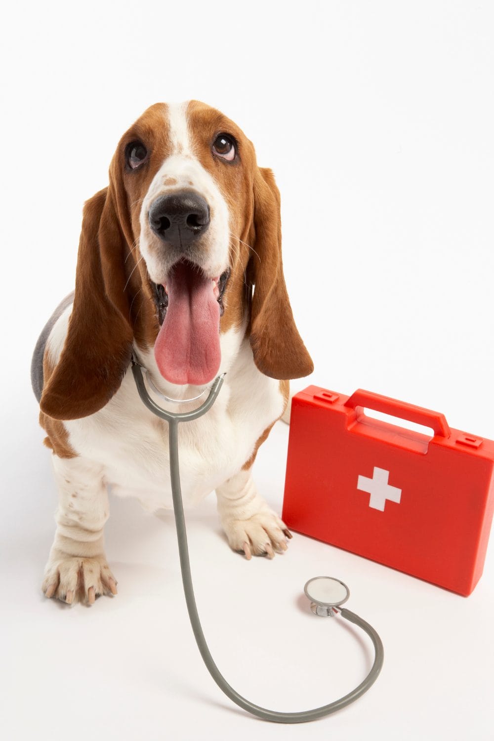 Dog CPR and First Aid