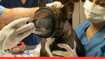 Manage Your Dog’s Fear of the Vet