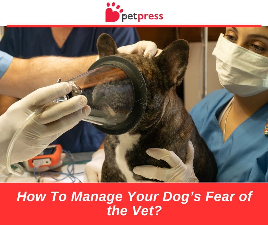 How To Manage Your Dog S Fear Of The Vet Petpress