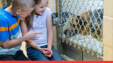 How to Handle Dog Adoption