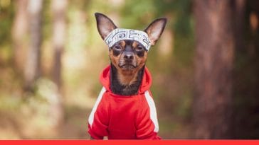 Help Your Dog Maintain a Healthy Weight