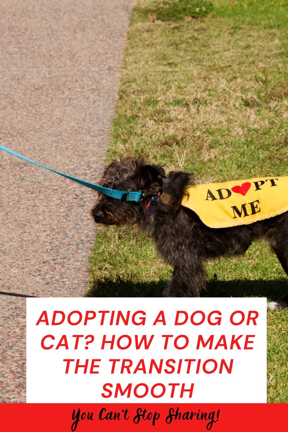 Adopting a Dog or Cat