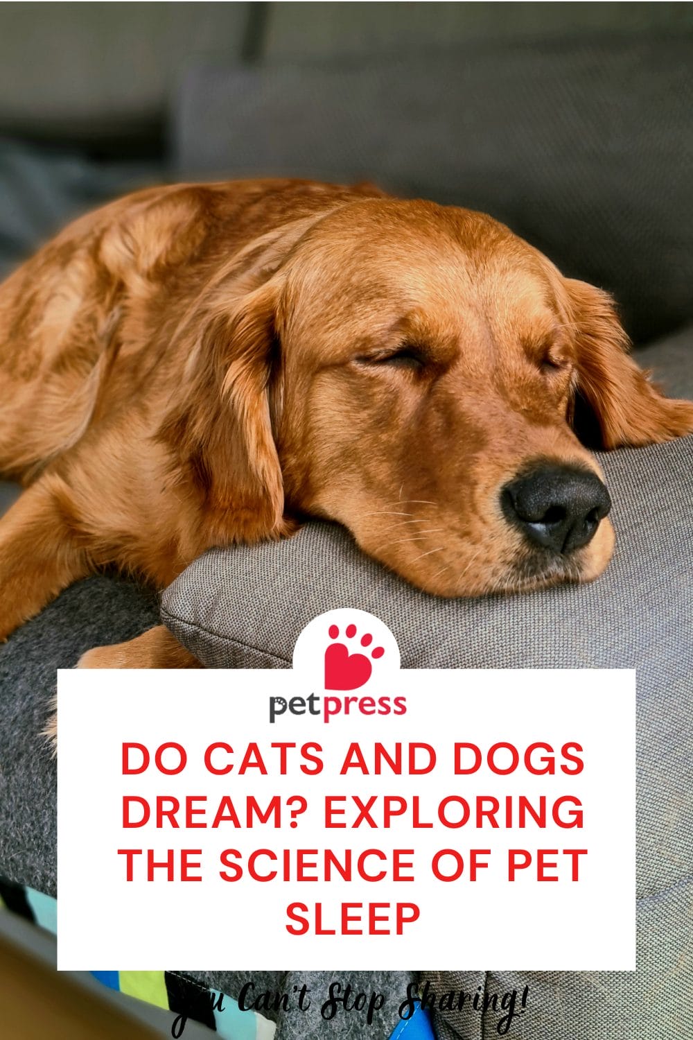 Do Cats and Dogs Dream