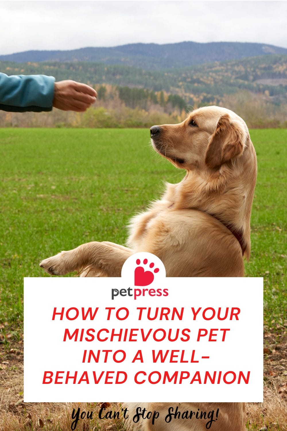 Turn Your Mischievous Pet into a Well-Behaved Companion