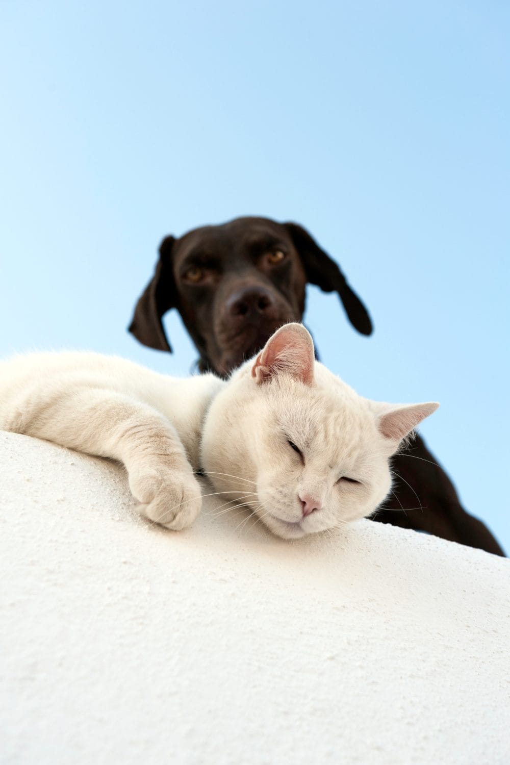 10 Surprising Similarities Between Dogs and Cats