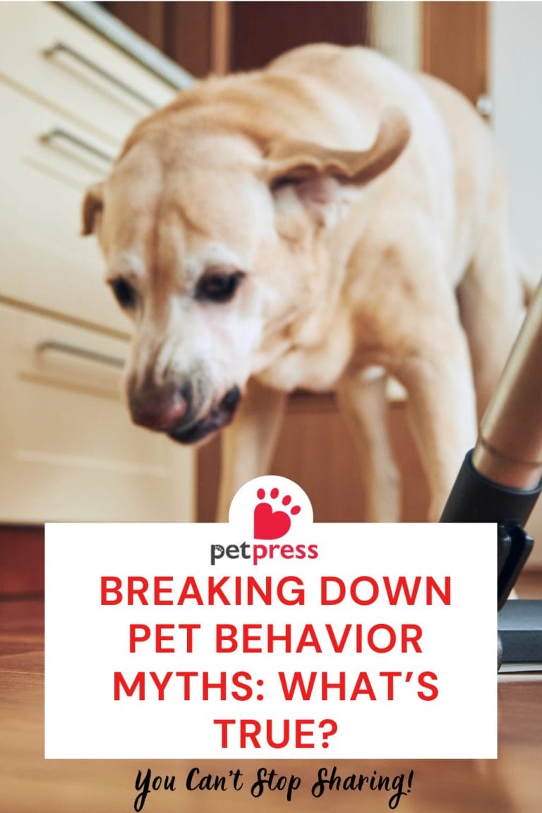Breaking Down Pet Behavior Myths What’s True? PetPress