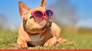 French Bulldogs Are the Perfect Apartment Dogs