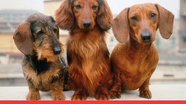 The Unique Personality of Dachshunds