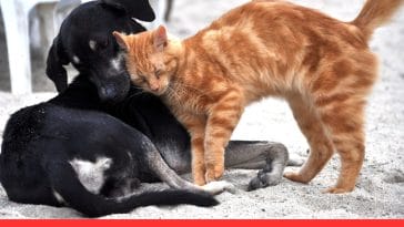 10 Surprising Similarities Between Dogs and Cats