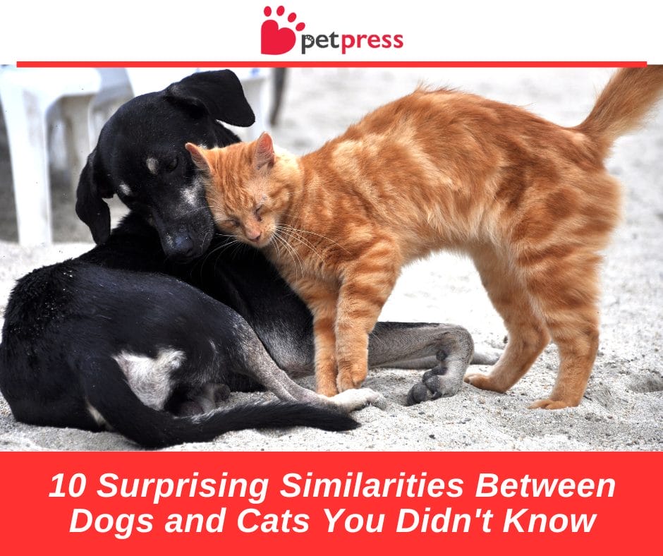 Hill's Pet Nutrition - Dog & Cat Food Transforming Lives