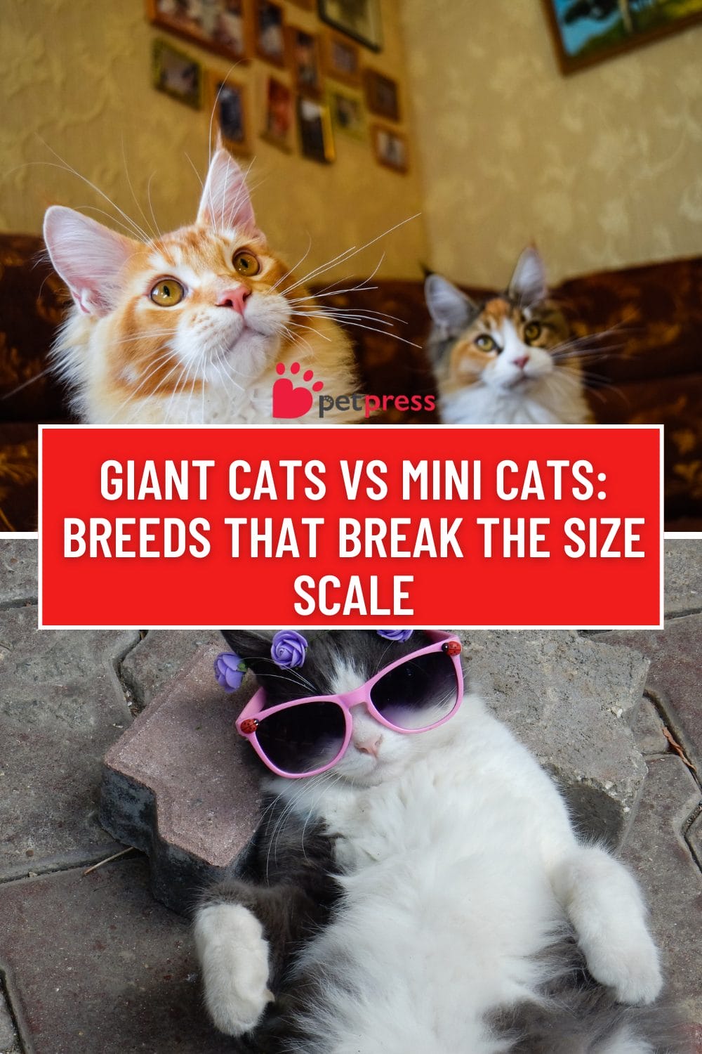 Giant Cats vs Mini Cats