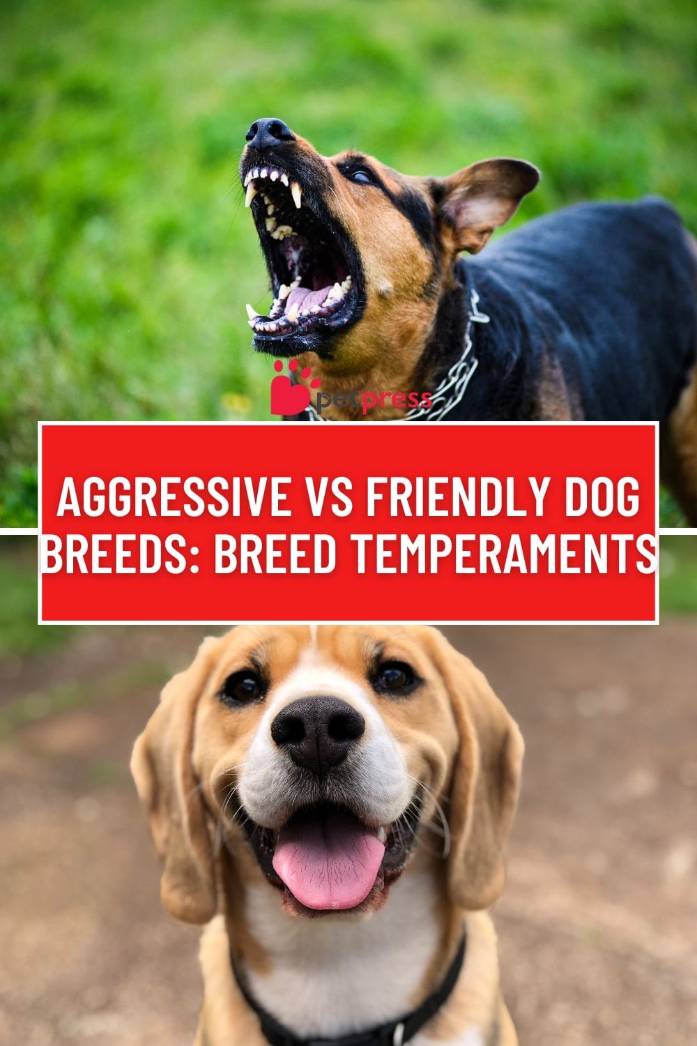 Aggressive vs Friendly Dog Breeds