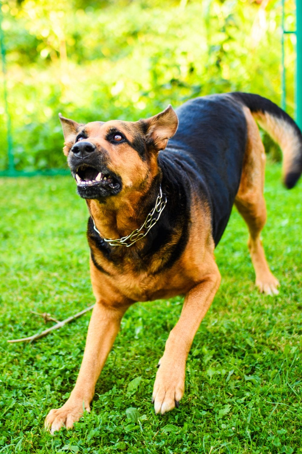 aggressive vs Friendly Dog Breeds