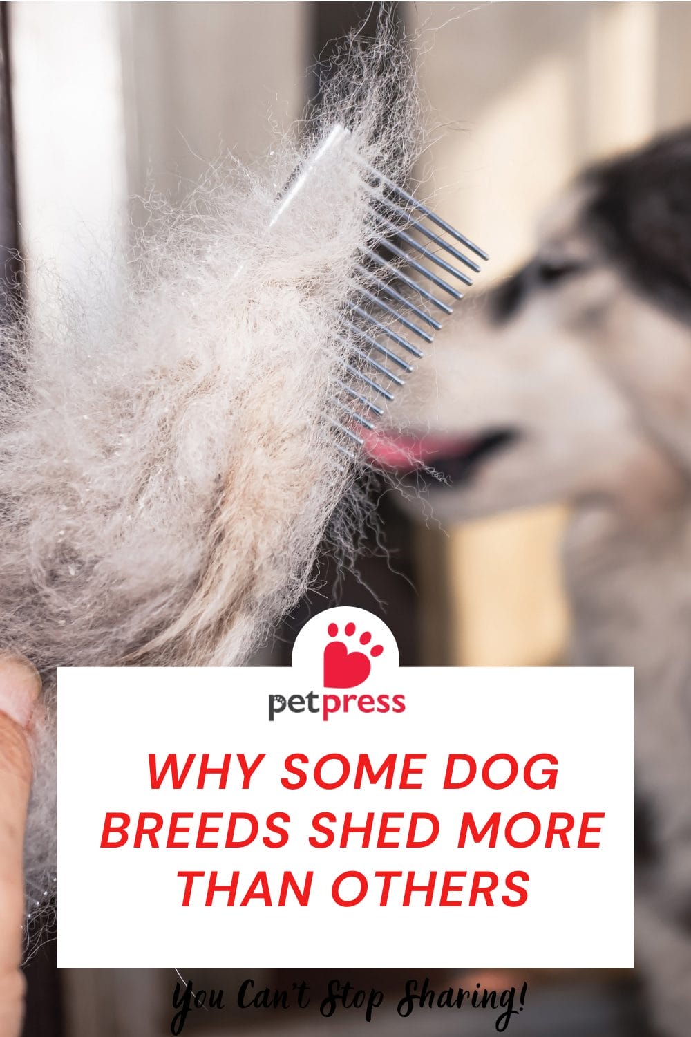 Some Dog Breeds Shed More Than Others