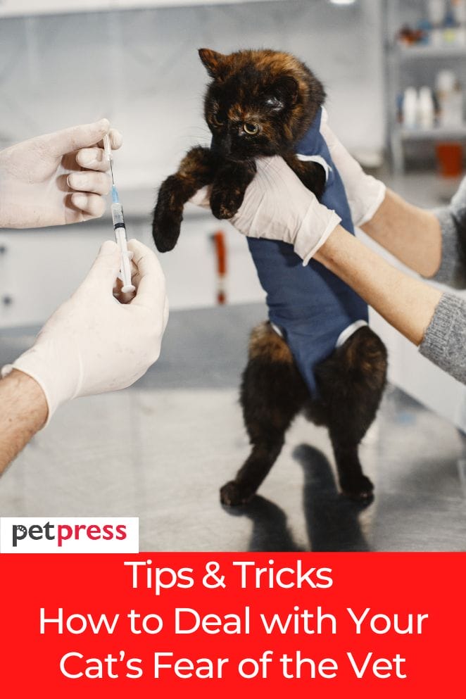 Deal with Your Cat’s Fear of the Vet