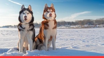 Chinook vs. Other Sled Dogs