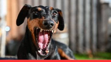 aggressive vs Friendly Dog Breeds