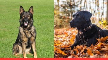 Are We Overbreeding Dogs