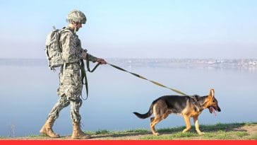 German Shepherds Excel in Police and Military Work