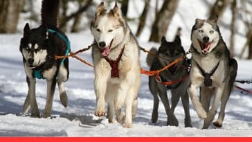 Huskies the Ultimate Snow Runners