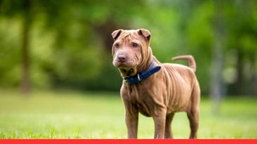 Shar Pei Have Wrinkles