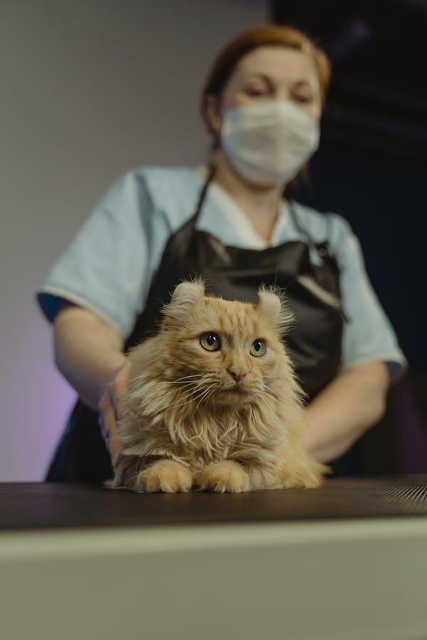 cat-vet