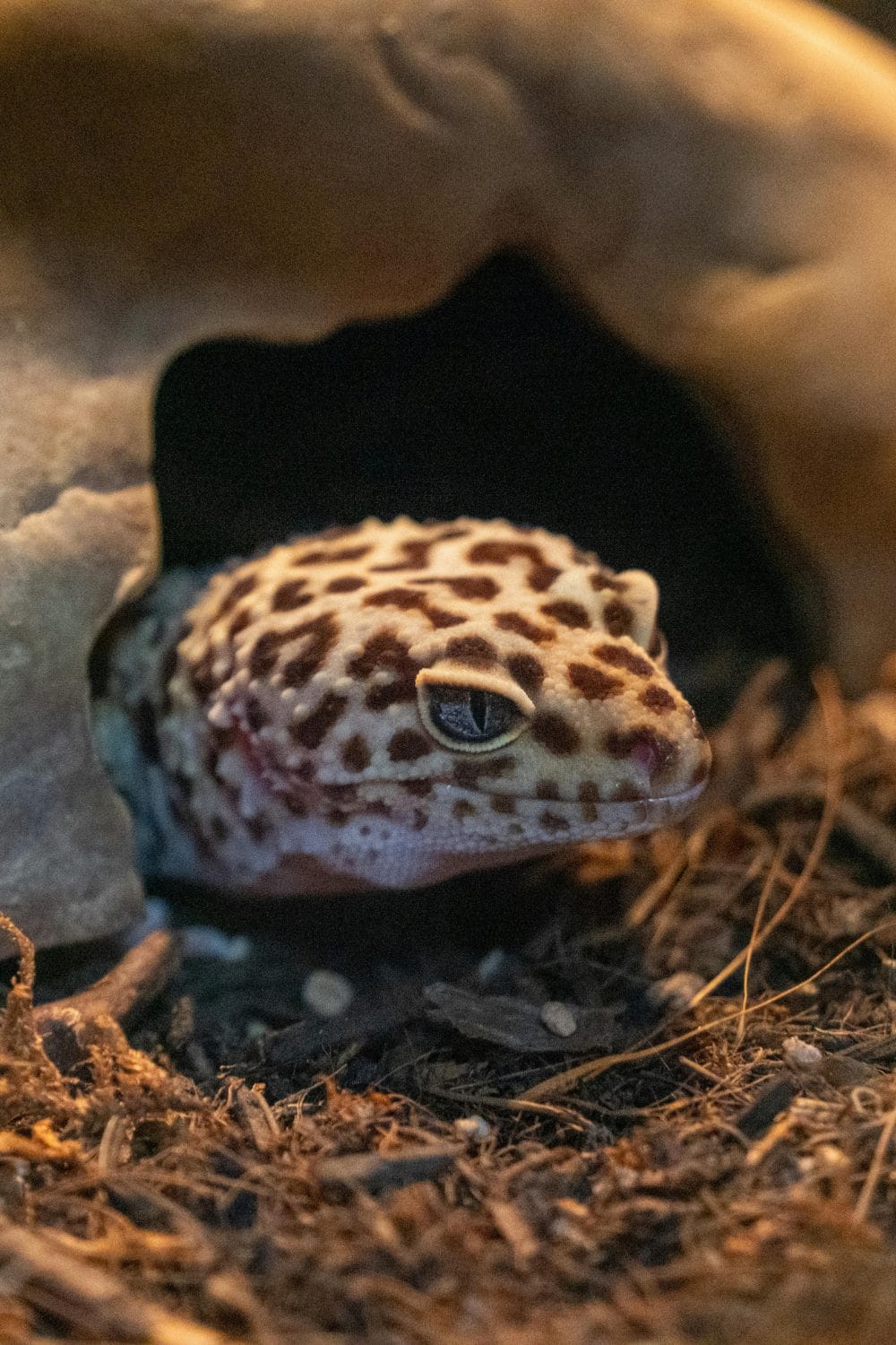 Temperature in a Reptile Habitat
