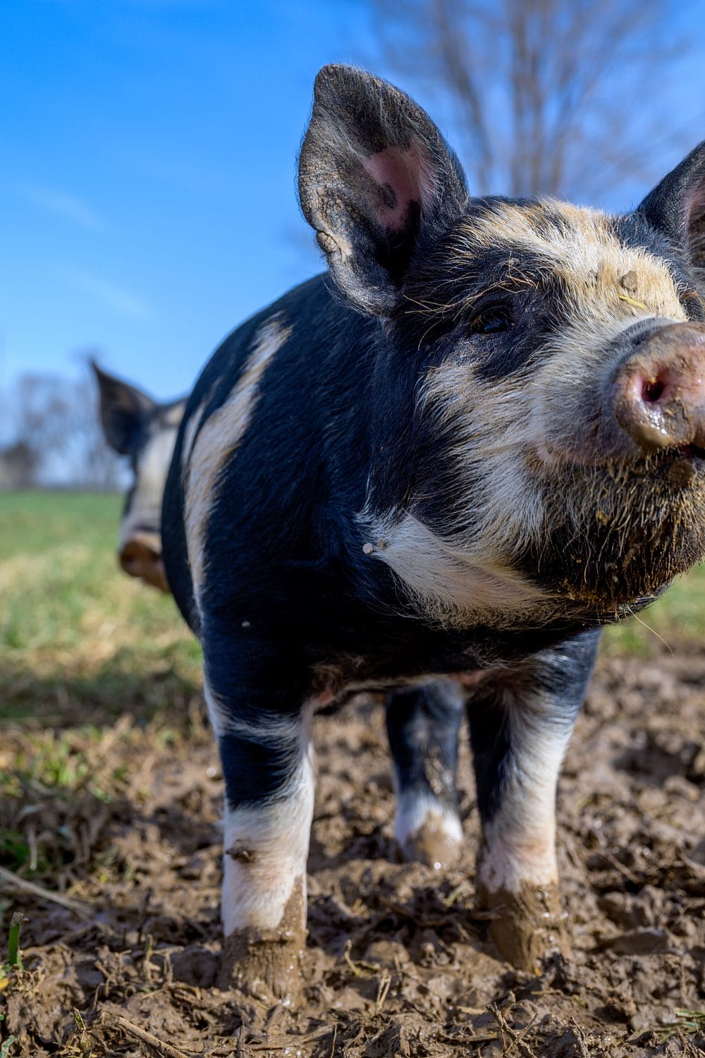 Mini Pigs as Pets