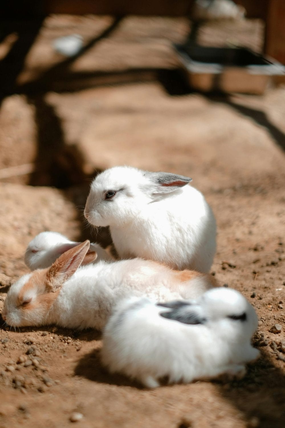 Bunnies as Pets