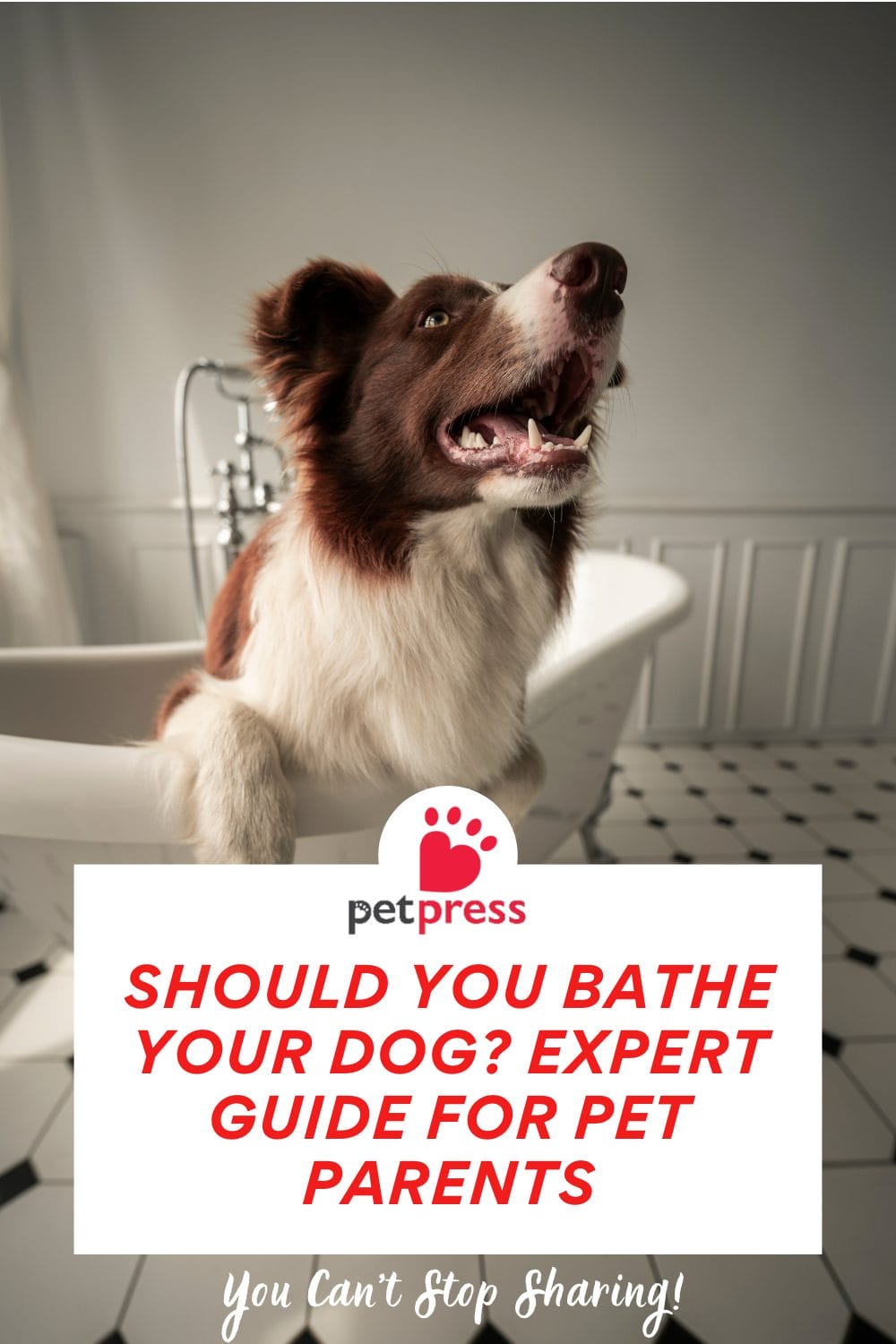 Should You Bathe Your Dog