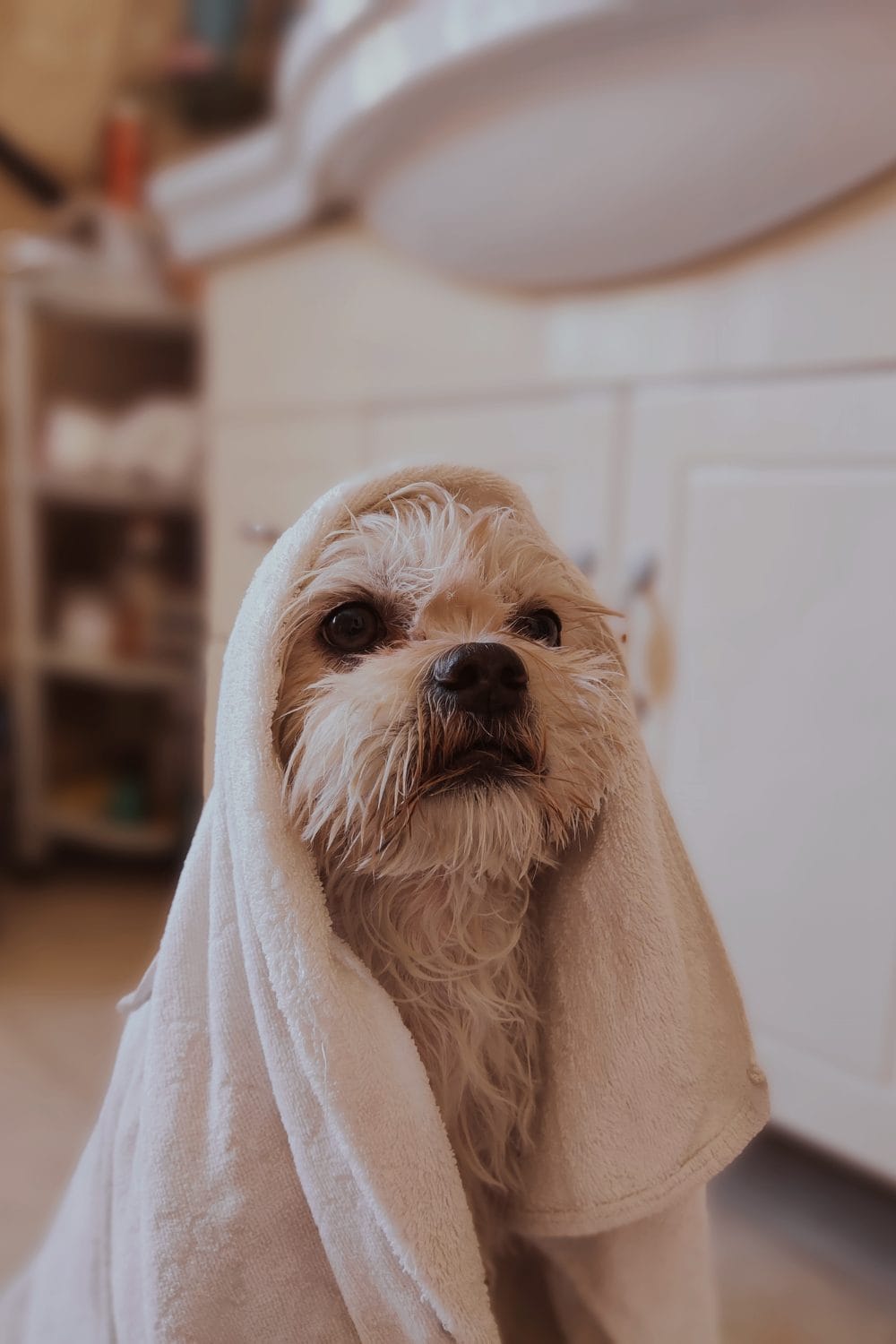 Should You Bathe Your Dog