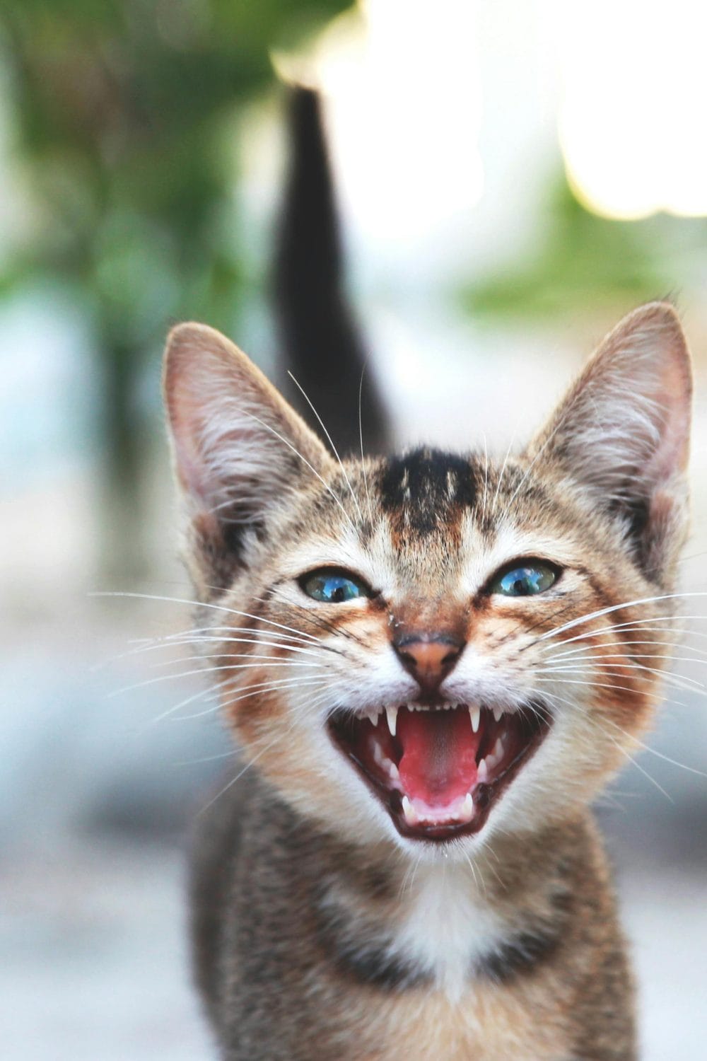 My Cat Meowing So Much