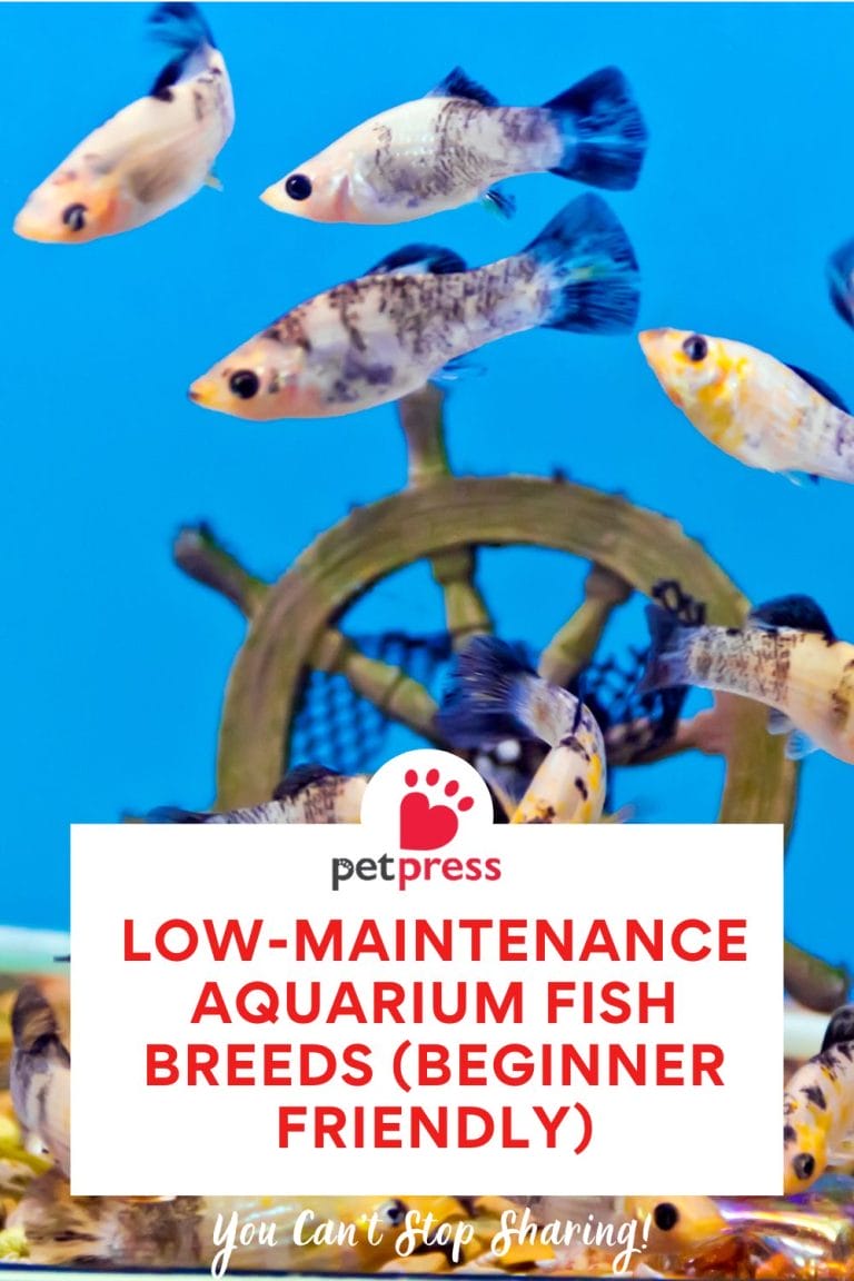 Image showcasing Low-Maintenance Aquarium Fish Breeds (Beginner Friendly) - PetPress