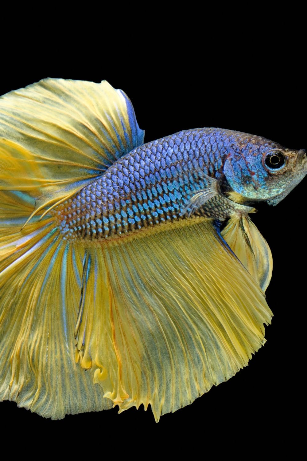 Low-Maintenance Aquarium Fish Breeds