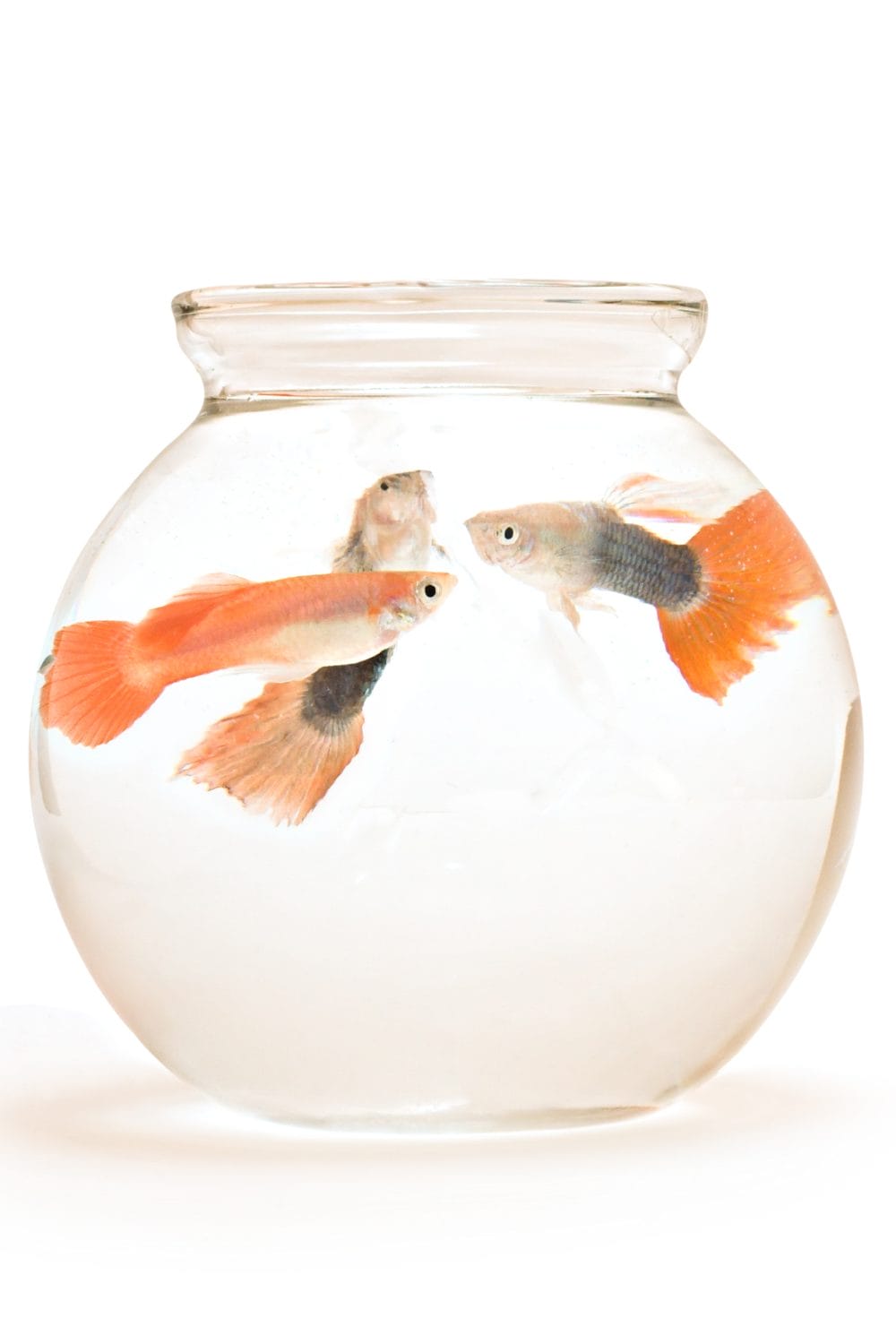 Low-Maintenance Aquarium Fish Breeds