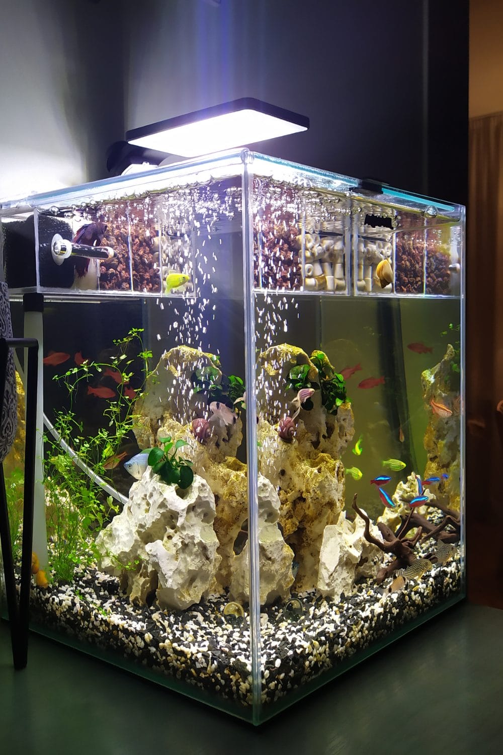 Signs Your Aquarium Fish Are Stressed