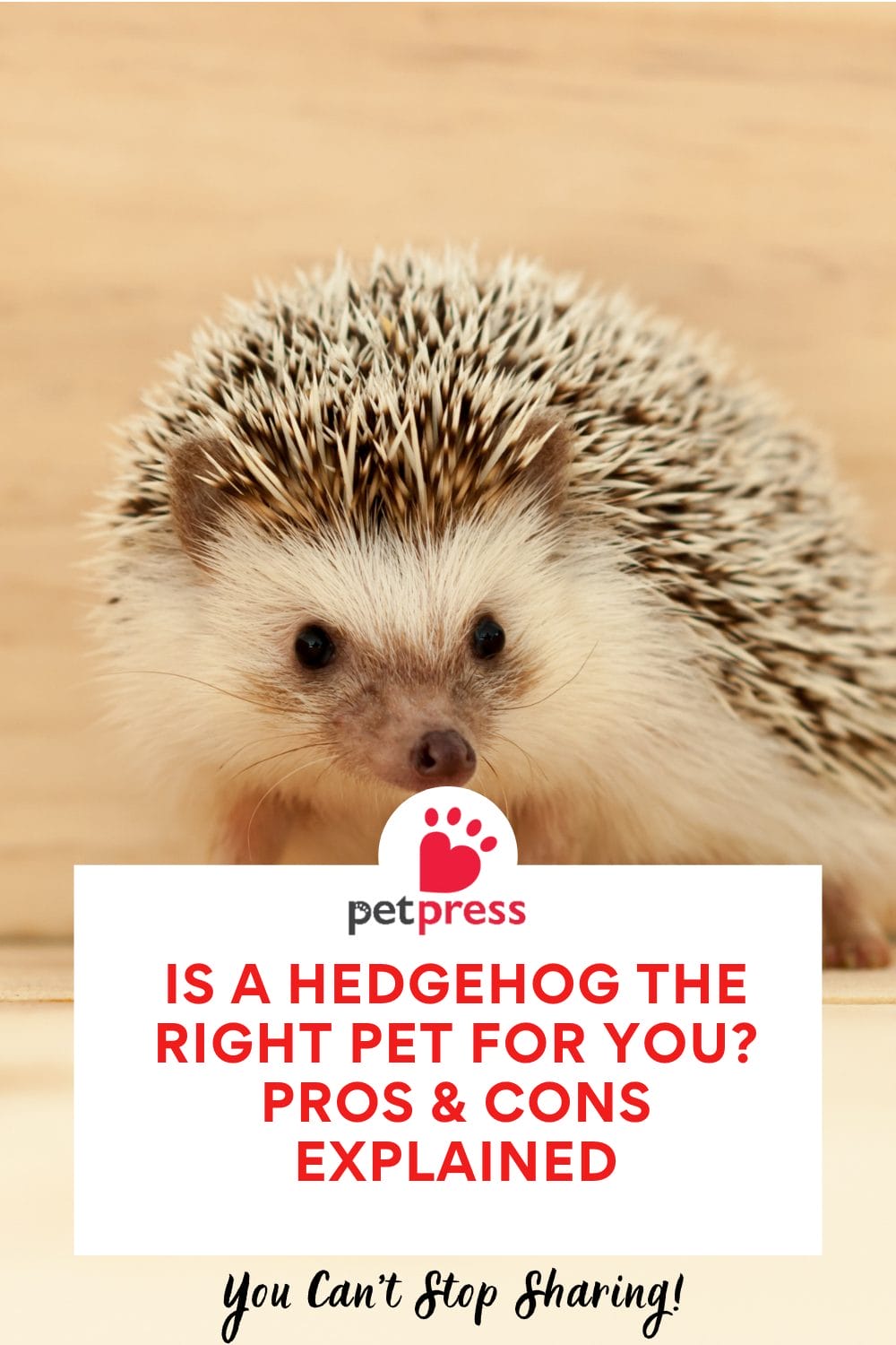 Hedgehog the Right Pet for You